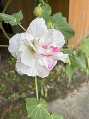 Hibiscus mutabilis