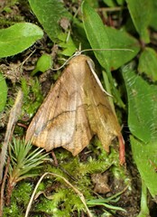 Prochoerodes lineola