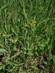 Rhinanthus minor