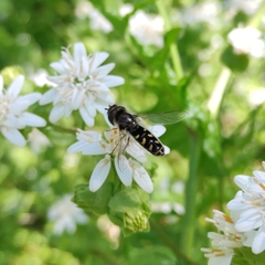 Austroscaeva melanostoma