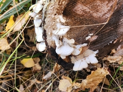 Trichaptum subchartaceum