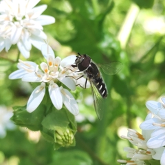 Austroscaeva melanostoma