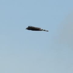 Spizaetus tyrannus
