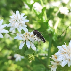 Austroscaeva melanostoma