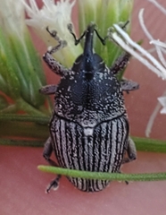 Odontocorynus
