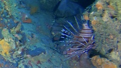 Pterois antennata