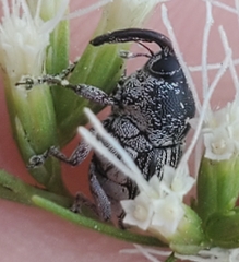 Odontocorynus