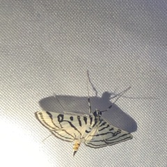 Conchylodes ovulalis