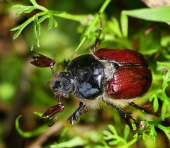 Corynophyllus fortnumi