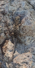 Sceloporus spinosus