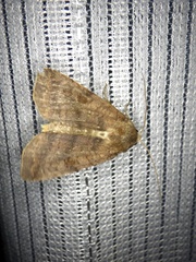 Diarsia canescens