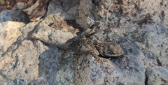 Sceloporus spinosus