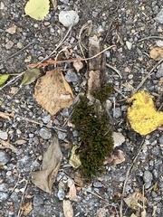 Orthotrichaceae