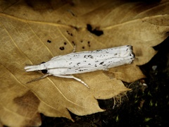 Chrysoteuchia distinctellus