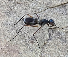 Taeniaptera trivittata