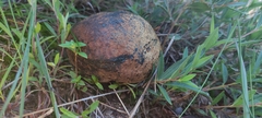 Pisolithus