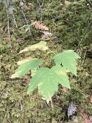 Physocarpus capitatus
