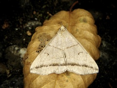 Zanclognatha griselda