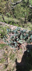 Kalanchoe marnieriana