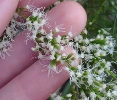 Eupatorium leptophyllum