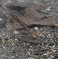 Cyprinodon variegatus