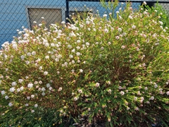 Pimelea sylvestris