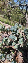 Kalanchoe marnieriana