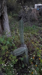 Lophocereus marginatus