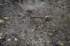 Cyprinodon variegatus