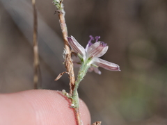 Stephanomeria diegensis
