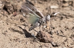 Trimerotropis thalassica