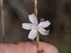 Stephanomeria diegensis