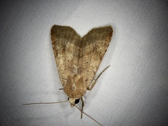 Diarsia deparca