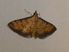 Herpetogramma hipponalis