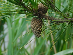 Pinus thunbergii