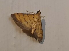 Herpetogramma hipponalis