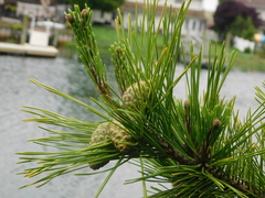 Pinus thunbergii