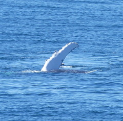 Megaptera novaeangliae