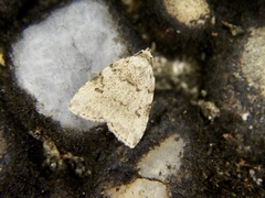 Neachrostia bipuncta