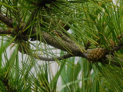 Pinus thunbergii