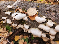 Trichaptum subchartaceum