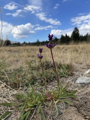 Penstemon heterodoxus