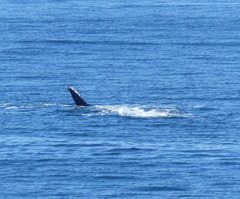 Megaptera novaeangliae