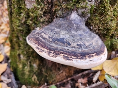 Fomitopsis ochracea