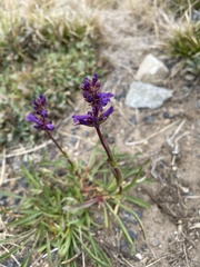 Penstemon heterodoxus
