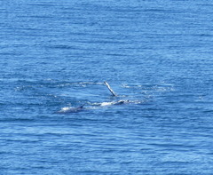 Megaptera novaeangliae