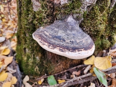 Fomitopsis ochracea