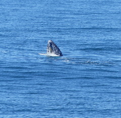 Megaptera novaeangliae