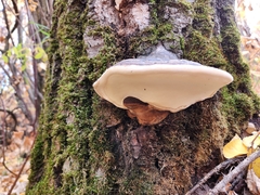 Fomitopsis ochracea