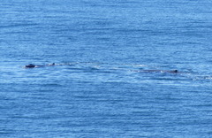 Megaptera novaeangliae